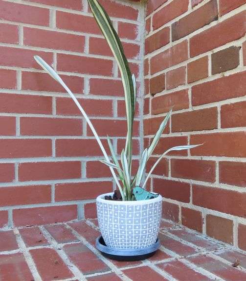 Live Snake Plant in Ceramic Planter with Bird Décor