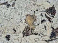 Slab of Granite (White/Black and Grey Speckled Pattern)