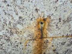 Slab of Granite Irregular Shape (White with Grey/Beige/Brown/Light Purple Speckled Pattern)