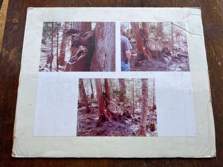 Photo of a Bull Moose Caught Between Two Trees