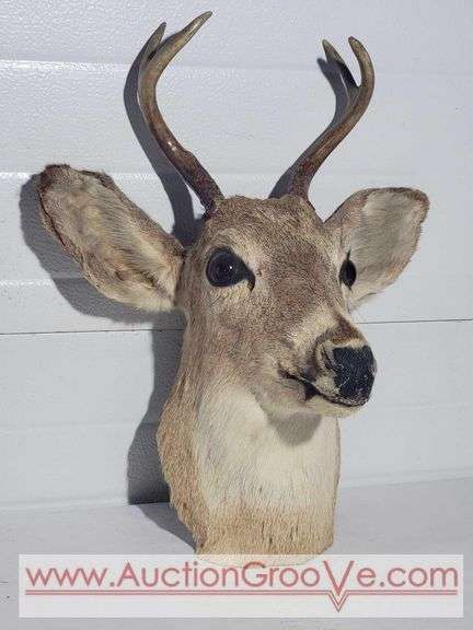 1948 Mule Deer Head Mount. 15 x 20 x 10. XJC