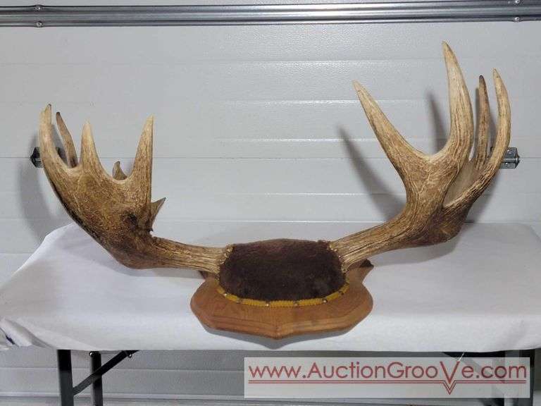 Moose Antlers Mount. Approximately 48 x 28.  XJC