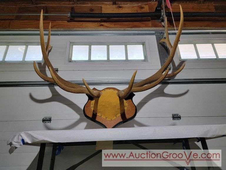 Huge Rocky Mountain Elk Antler Mount. 48 x 45. XSL