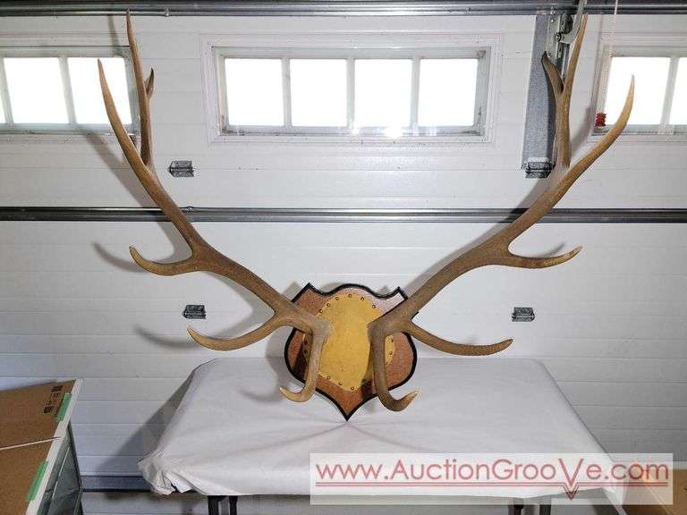 Huge Rocky Mountain Elk Antler Mount. 48 x 45. XSL