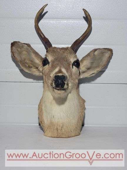 1948 Mule Deer Head Mount. 15 x 20 x 10. XJC