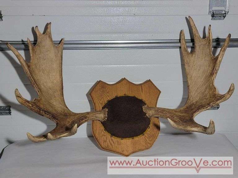Moose Antlers Mount. Approximately 48 x 28.  XJC