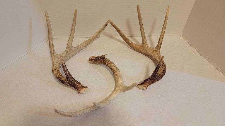 White Tail Deer Antlers. 1 - 8 point rack + single 4 point side. MR ...