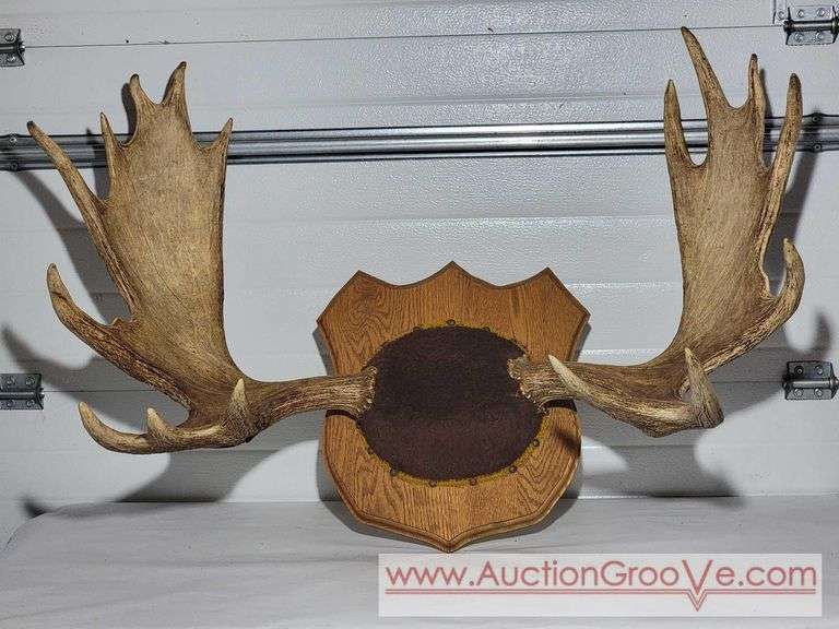 Moose Antlers Mount. Approximately 48 x 28.  XJC