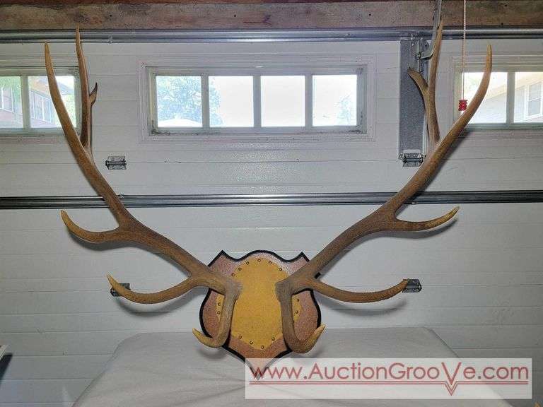 Huge Rocky Mountain Elk Antler Mount. 48 x 45. XSL