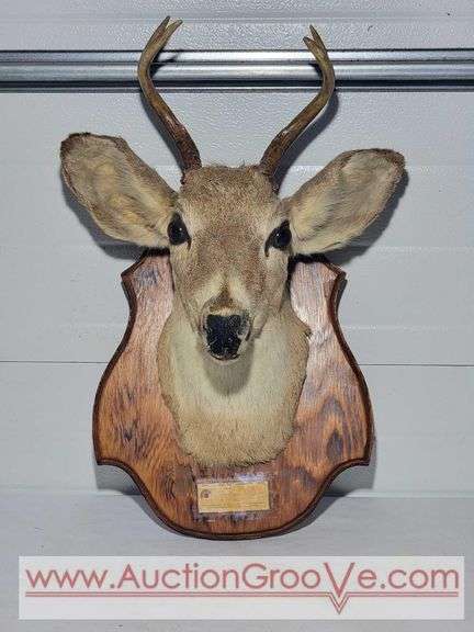 1948 Mule Deer Head Mount. 15 x 20 x 10. XJC