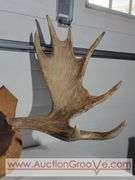 Moose Antlers Mount. Approximately 48 x 28.  XJC