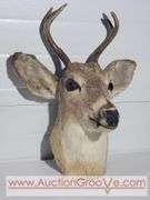 1948 Mule Deer Head Mount. 15 x 20 x 10. XJC