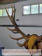 Huge Rocky Mountain Elk Antler Mount. 48 x 45. XSL