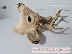 1948 Mule Deer Head Mount. 15 x 20 x 10. XJC