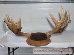 Moose Antlers Mount. Approximately 48 x 28.  XJC