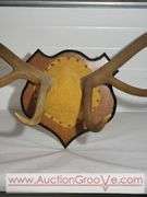 Huge Rocky Mountain Elk Antler Mount. 48 x 45. XSL