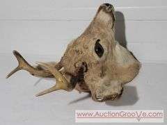 1948 Mule Deer Head Mount. 15 x 20 x 10. XJC