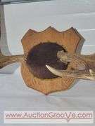 Moose Antlers Mount. Approximately 48 x 28.  XJC