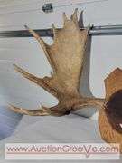 Moose Antlers Mount. Approximately 48 x 28.  XJC