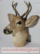 1948 Mule Deer Head Mount. 15 x 20 x 10. XJC