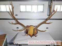 Huge Rocky Mountain Elk Antler Mount. 48 x 45. XSL