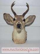1948 Mule Deer Head Mount. 15 x 20 x 10. XJC