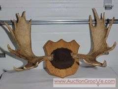 Moose Antlers Mount. Approximately 48 x 28.  XJC