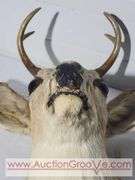 1948 Mule Deer Head Mount. 15 x 20 x 10. XJC