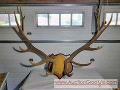 Huge Rocky Mountain Elk Antler Mount. 48 x 45. XSL