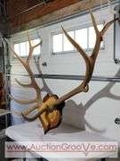 Huge Rocky Mountain Elk Antler Mount. 48 x 45. XSL