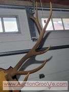 Huge Rocky Mountain Elk Antler Mount. 48 x 45. XSL