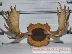 Moose Antlers Mount. Approximately 48 x 28.  XJC