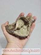 Victorian Silk Purse Petite Embroidery and Sequin And Bead Purse. XCS