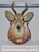 1948 Mule Deer Head Mount. 15 x 20 x 10. XJC