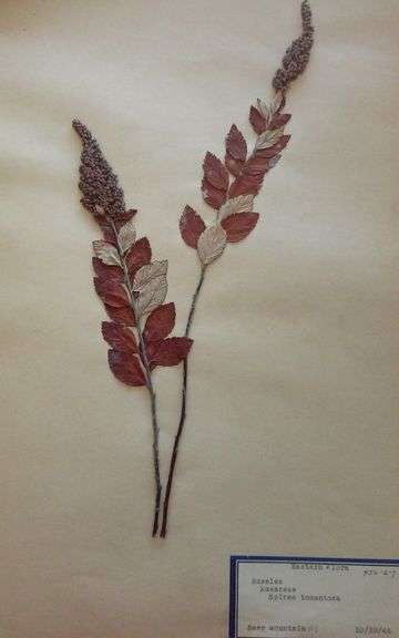 PLACE YOUR BIDS IN THIS LOT FOR THE ENTIRE COLLECTION ~ Herbarium Specimens Collection ~ Some Over 100 Years Old