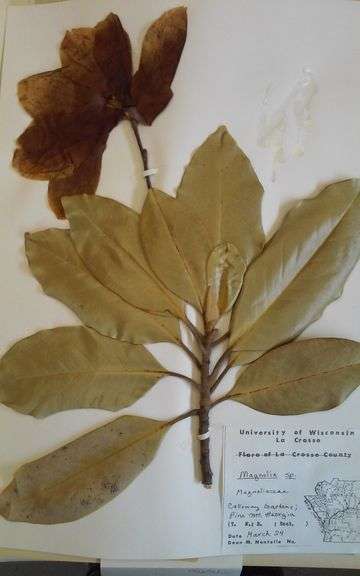Herbarium Specimens Collection ~ ENDS TUES July 15th @ 6:15PM