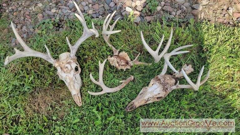 2 Deer Skulls 💀 & shed antlers. S