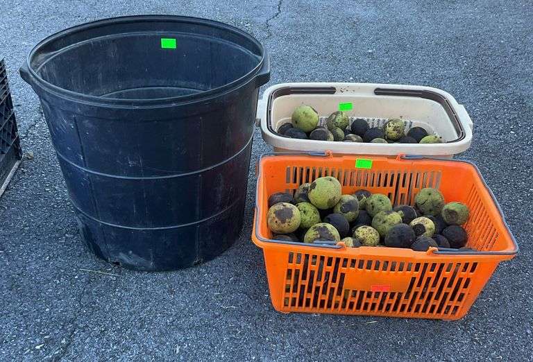 Two poly basket and poly tub with black walnuts. Can't guarantee quantity as the squirrels are feasting!
