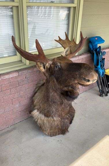 Taxidermy Moose, about 8 points, 24” wide horn spread, about 38” From ...