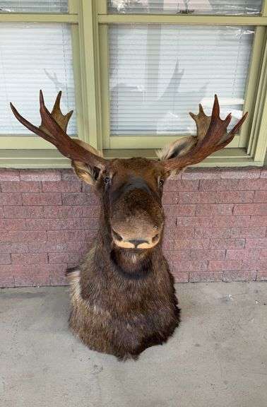 Taxidermy Moose, about 8 points, 24” wide horn spread, about 38” From ...