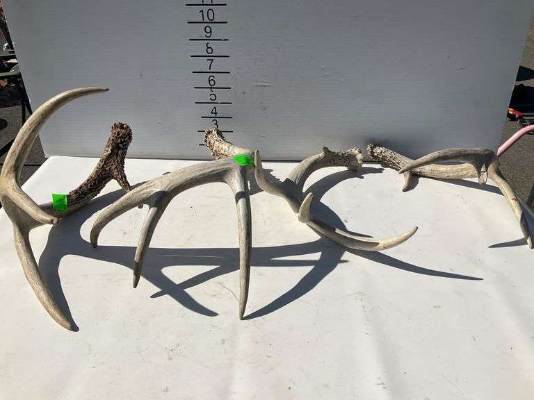 Four Decorative Antlers, 10 and 14 Inches Long