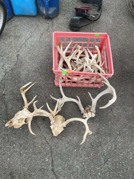 Collection of Deer Antlers