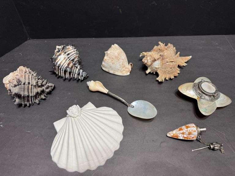 Beal Shell Collection Shell Collection - Halfhill Auction Group