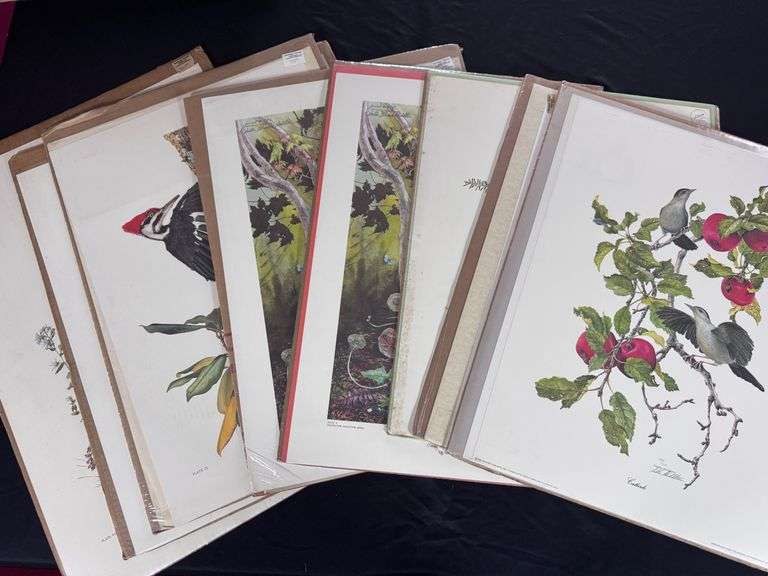 Collection of Bird Prints
