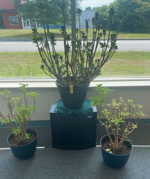 Three Real Plants with Small Glass Cabinet