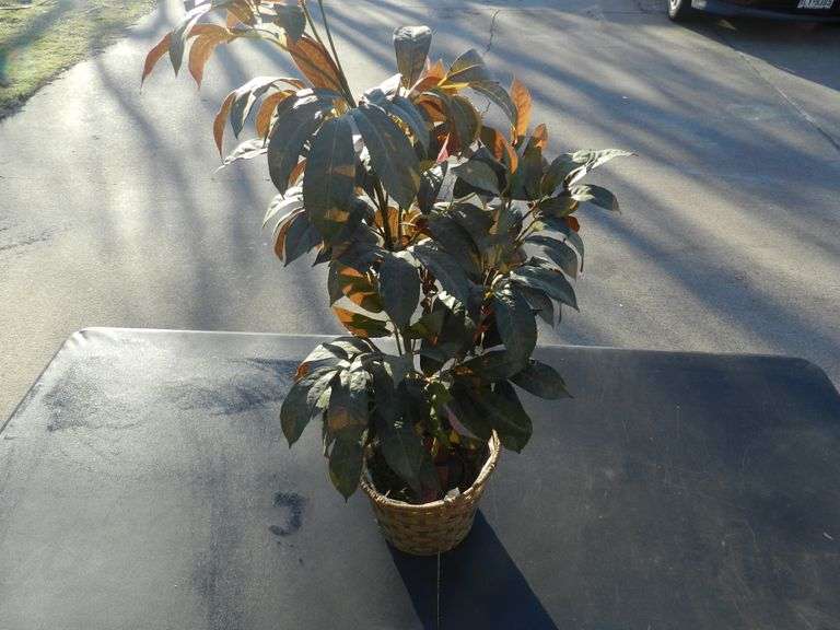 FAUX PLANT