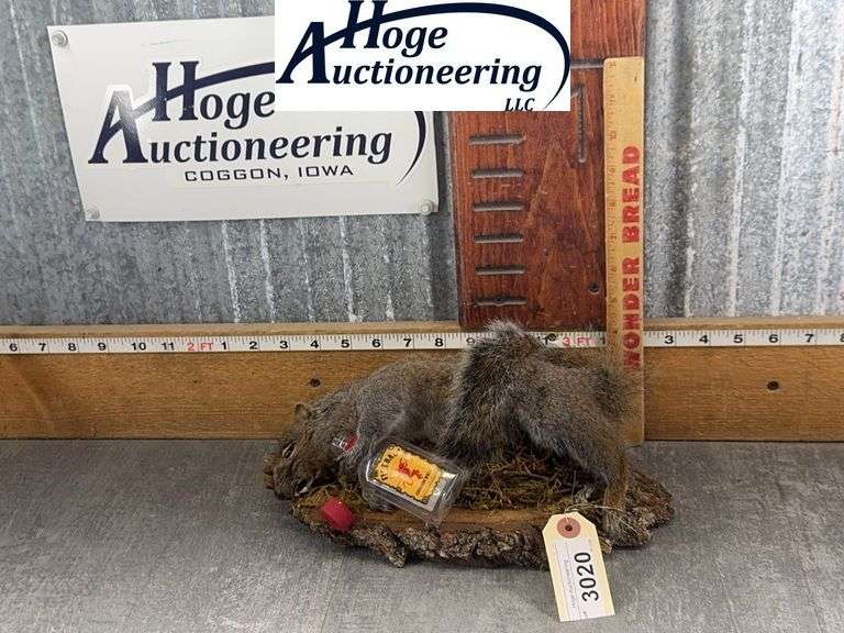 SQUIRREL MOUNT, 13"T