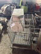 Live trap and pet cage