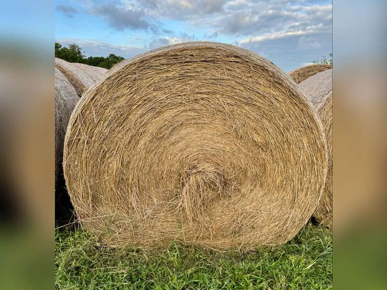 25 2nd Cutting Mixed Grass Hay Round Bales