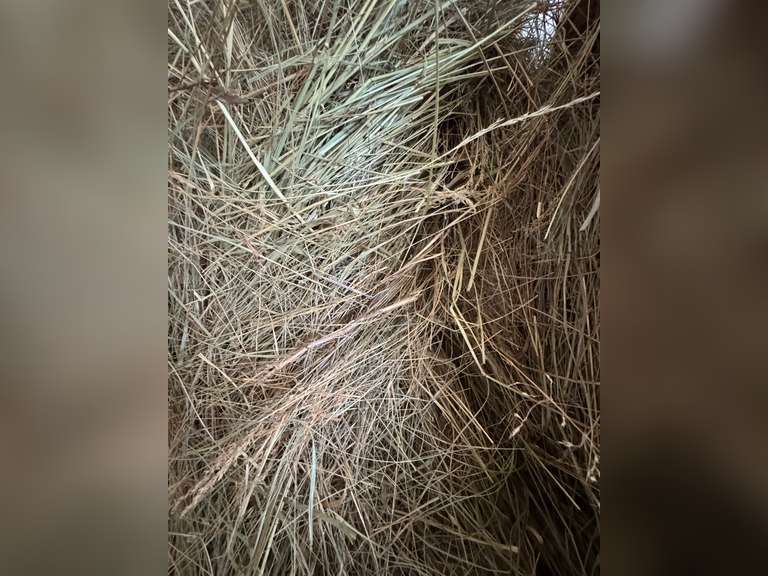 11 2nd Cutting Mixed Grass Hay Round Bales